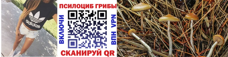 Псилоцибиновые грибы Psilocybine cubensis  Юрга 